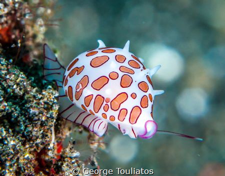 Over the edge!!! by George Touliatos 