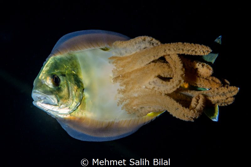 Jack and Jelly. Blackwater dive in Anilao. by Mehmet Salih Bilal 