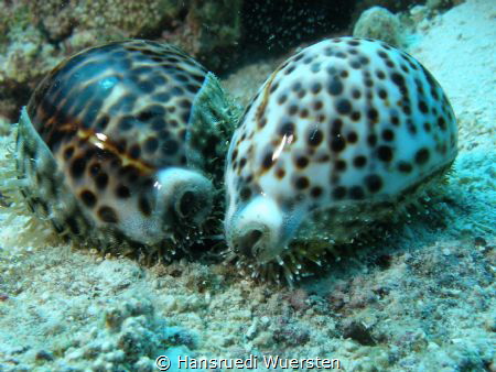 Cowrie Tiger Shells by Hansruedi Wuersten 