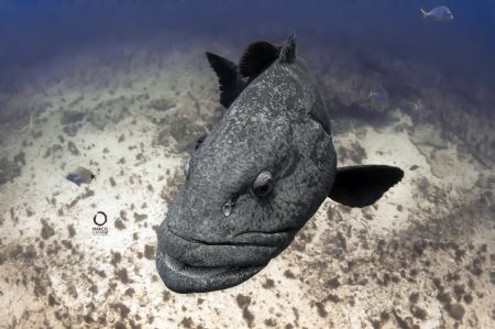 Potato bass looking at the camera by Marco Calvani 