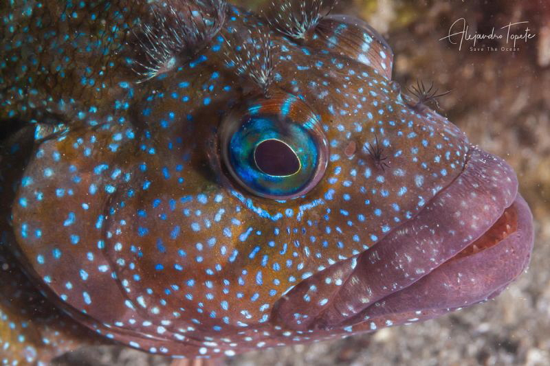 Strange fish, La Paz México by Alejandro Topete 