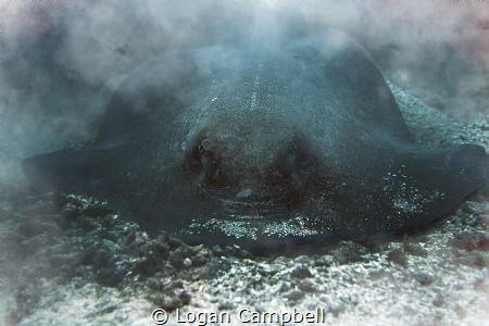 my favorite image of a southern stingray i have ever capt... by Logan Campbell 