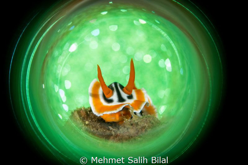 Chromodoris magnifica in green. by Mehmet Salih Bilal 