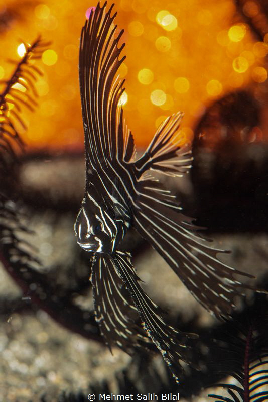Zebra batfish. by Mehmet Salih Bilal 
