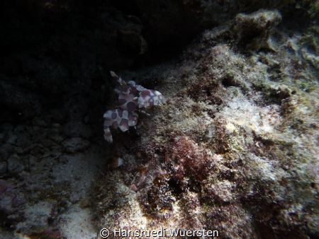Harlekincrab by Hansruedi Wuersten 