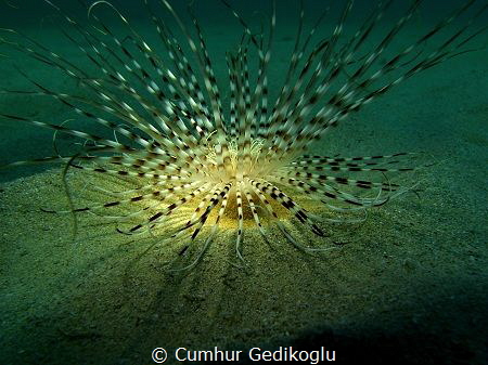 Pachycerianthus solitarius by Cumhur Gedikoglu 