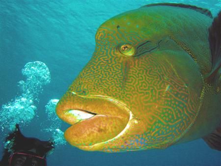 Napoleon Wrasse, "invading" the picture... Red Sea by Maurizio Carmini 