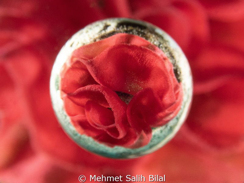 Spanish dancer eggs with magic ball lens. by Mehmet Salih Bilal 
