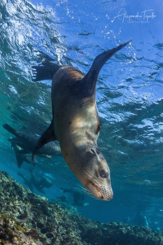 Sea Lion with me, Magdalena Island México by Alejandro Topete 