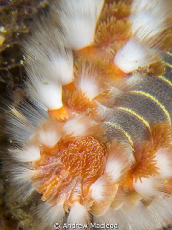 Fire worm eyes by Andrew Macleod 
