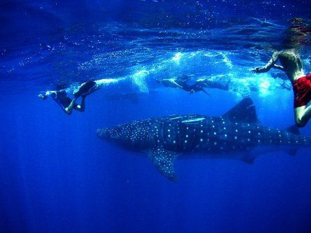 We swam with this big guy for almost an hour. He brushed ... by Holly Heffner 