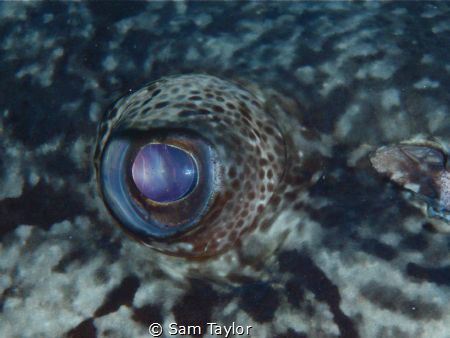 Eye to eye with a very large Potato Cod by Sam Taylor 