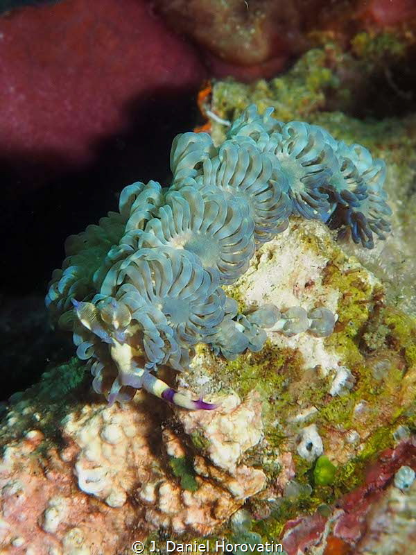 Nudibranch on the move. Blue Dragon (pteraeolidia semperi) by J. Daniel Horovatin 