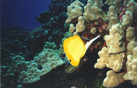 This photo of a Longnose Butterfly was taken with my Sea ... by Steven Anderson 