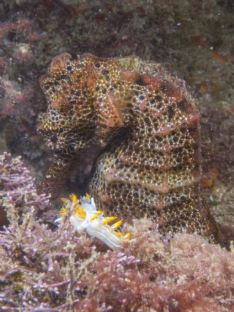 A nudist and sea horse by Andrew Macleod 