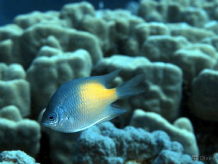 Just a fish passing by... by Eduard Bello 