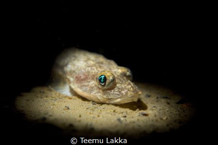 Freshwater Fourhorn Sculpin by Teemu Lakka 