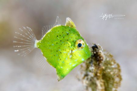 Title: Disturbed
Date Taken:2 DEC 2018
Location: Anilao... by Ming Wen 