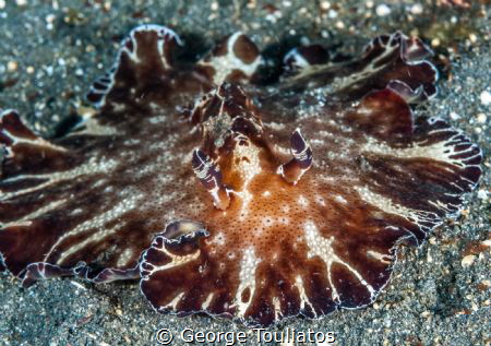 Flat Nudie!!! by George Touliatos 