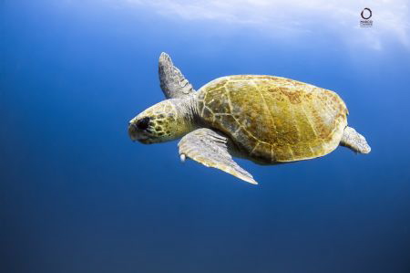 Caretta Caretta swimming in the blue by Marco Calvani 