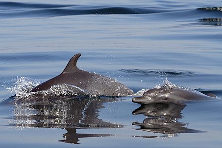 Our local bottlenose. canon 350d. 70-300mm. by Tyania Diffin 
