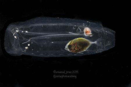 Juvenile Jackfish finds safety inside Salp by Wayne Jones 