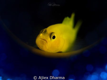 Lemon Gobi by Ajiex Dharma 