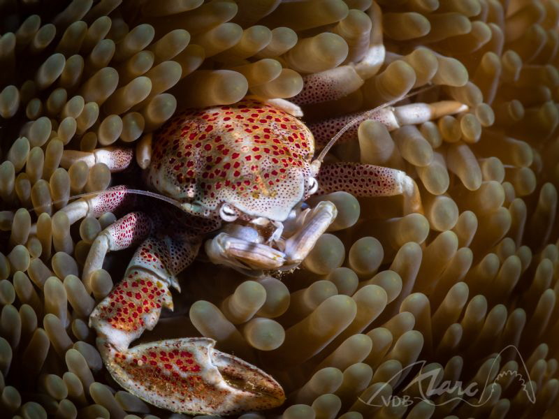 crabcircles by Marc Van Den Broeck 