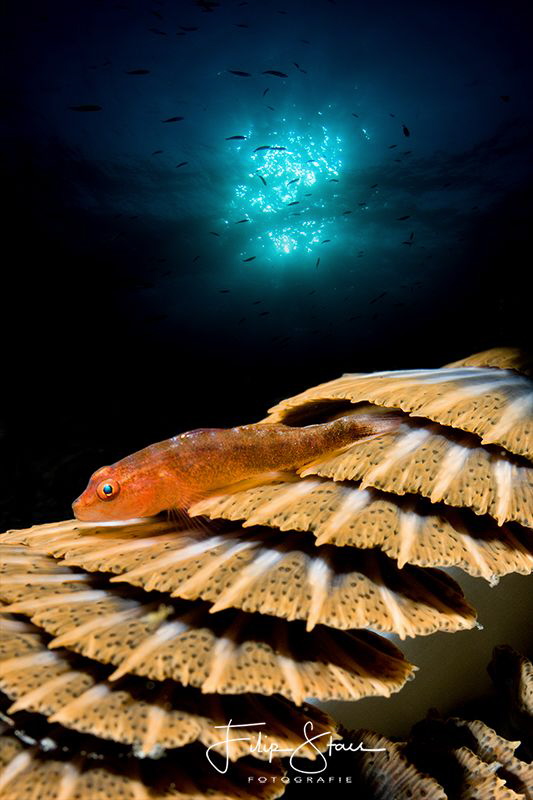 "Japanese garden", Banda sea, Indonesia by Filip Staes 