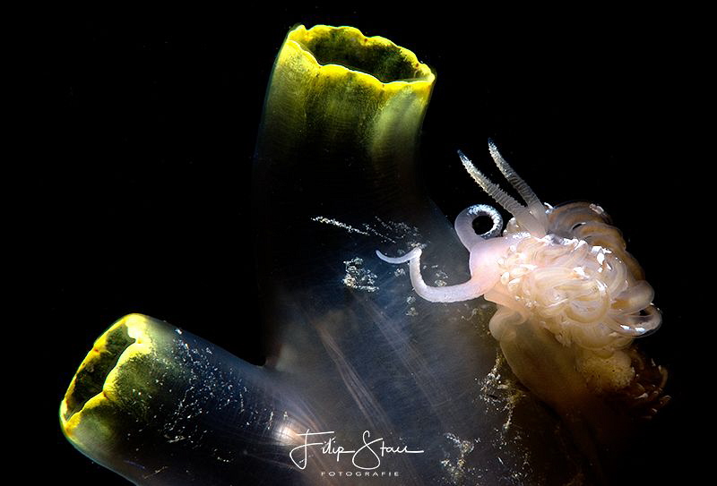 Facelina bostoniensis, Lake Grevelingen, Zeeland, the Net... by Filip Staes 