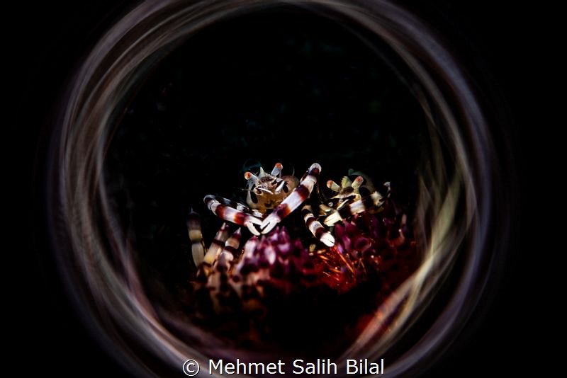 Colemani couple. by Mehmet Salih Bilal 