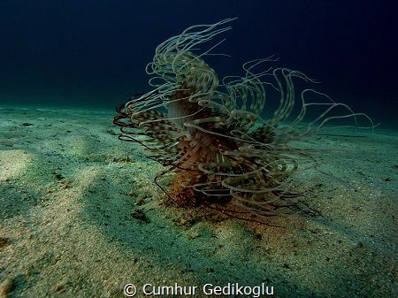 Pachycerianthus solitarius by Cumhur Gedikoglu 