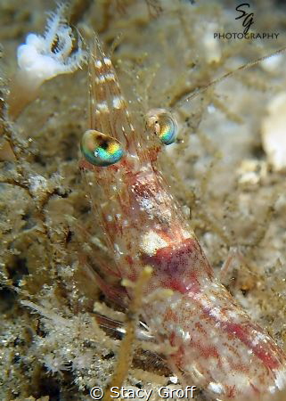 Night Shrimp Complex shot at Blue Heron Bridge.  Only an ... by Stacy Groff 