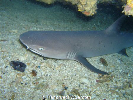 White Tip by Hansruedi Wuersten 