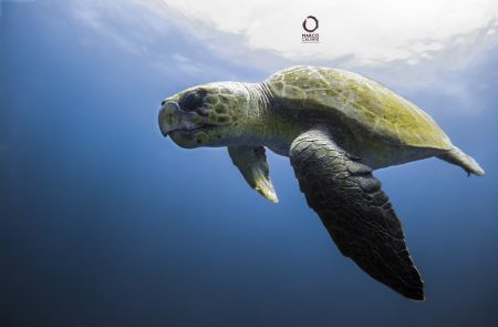 Caretta Caretta backlighted by Marco Calvani 