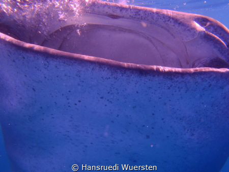 Big mouth Whalshark by Hansruedi Wuersten 