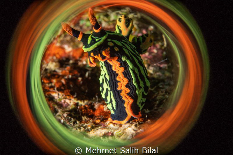 Nembrotha kubaryana. by Mehmet Salih Bilal 