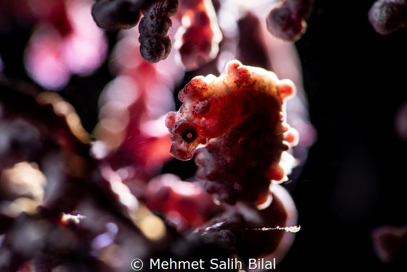 A different try. by Mehmet Salih Bilal 