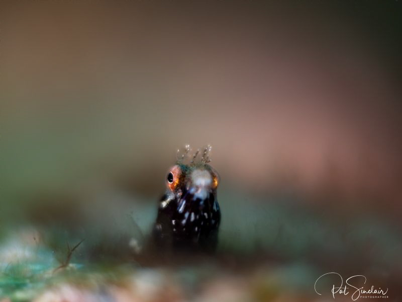 Hello Human by Patricia Sinclair 