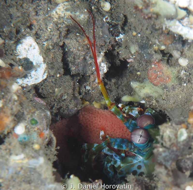 Mantis shrimp with eggs by J. Daniel Horovatin 