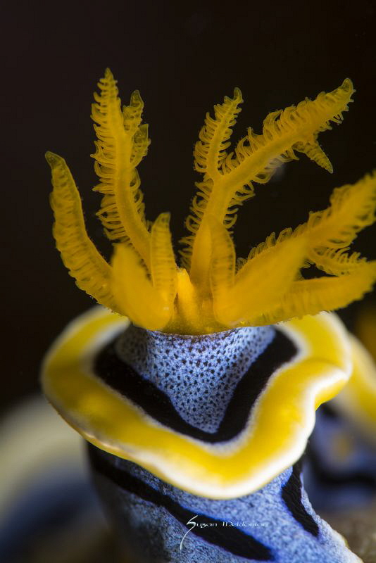 Anna's Chromodoris-butt shot by Suzan Meldonian 
