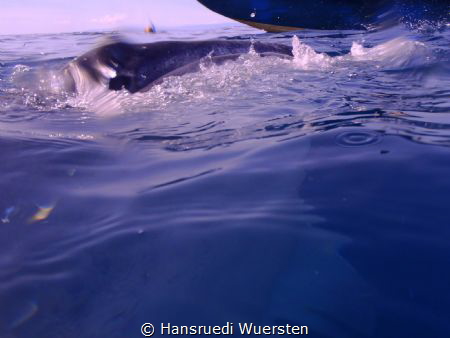 Whalshark by Hansruedi Wuersten 