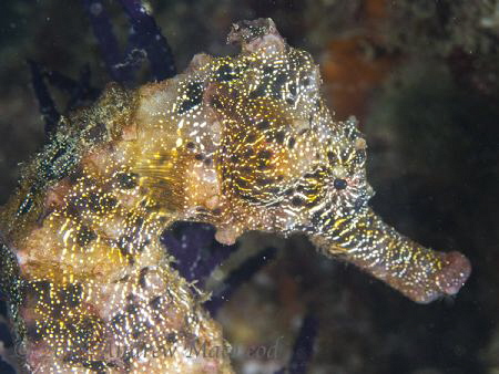 Sea Horse by Andrew Macleod 