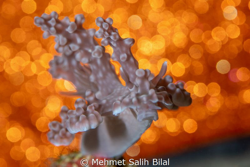 Miamira alleni. by Mehmet Salih Bilal 