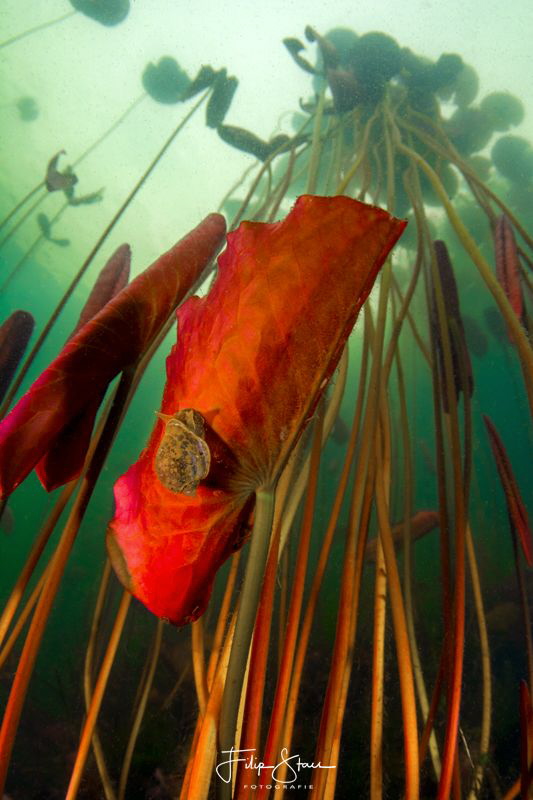 Great pond snail(Lymnaea stagnalis) on a waterlily, Turnh... by Filip Staes 
