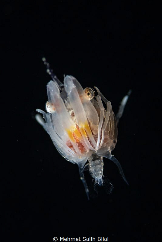 Crab. Blackwater in Anilao. by Mehmet Salih Bilal 
