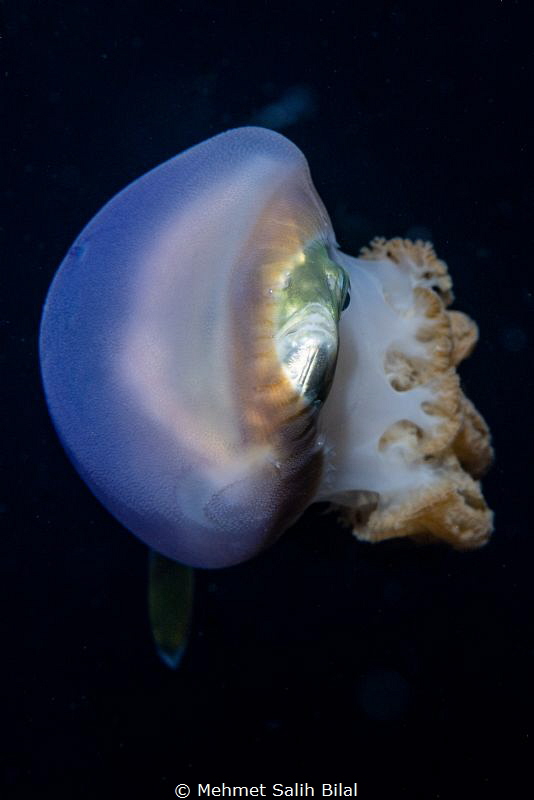 Jack in jelly. Blackwater in Anilao. by Mehmet Salih Bilal 