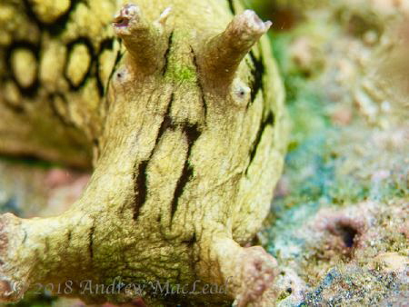 What on earth is this? by Andrew Macleod 