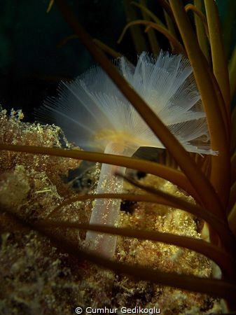 Bispira volutacornis
Happy new year for 2019 by Cumhur Gedikoglu 