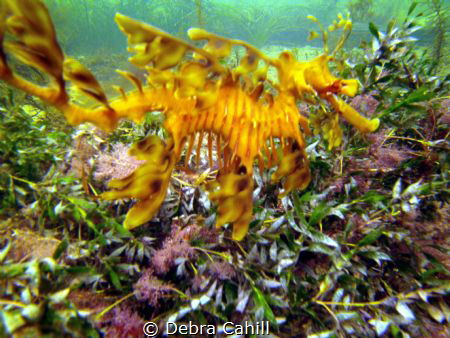 The beautiful Leafy Sea Dragon Wool Bay South Australia by Debra Cahill 